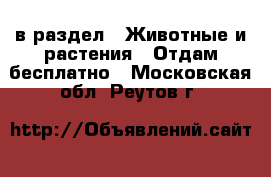  в раздел : Животные и растения » Отдам бесплатно . Московская обл.,Реутов г.